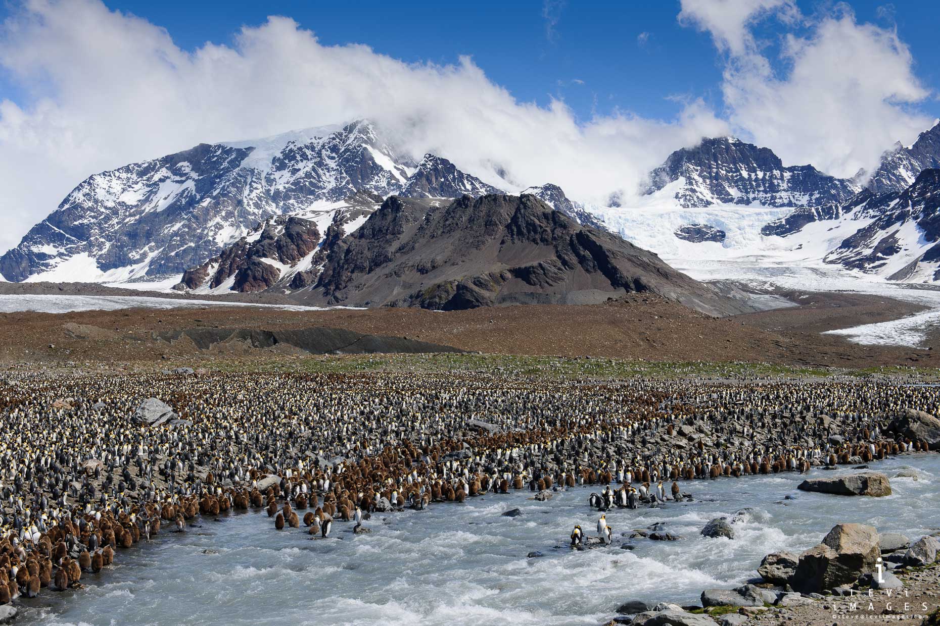 Overview of king penguin (Aptenodytes patagonicus) colony with mountains behind. Saint Andrews Bay, South Georgia Island