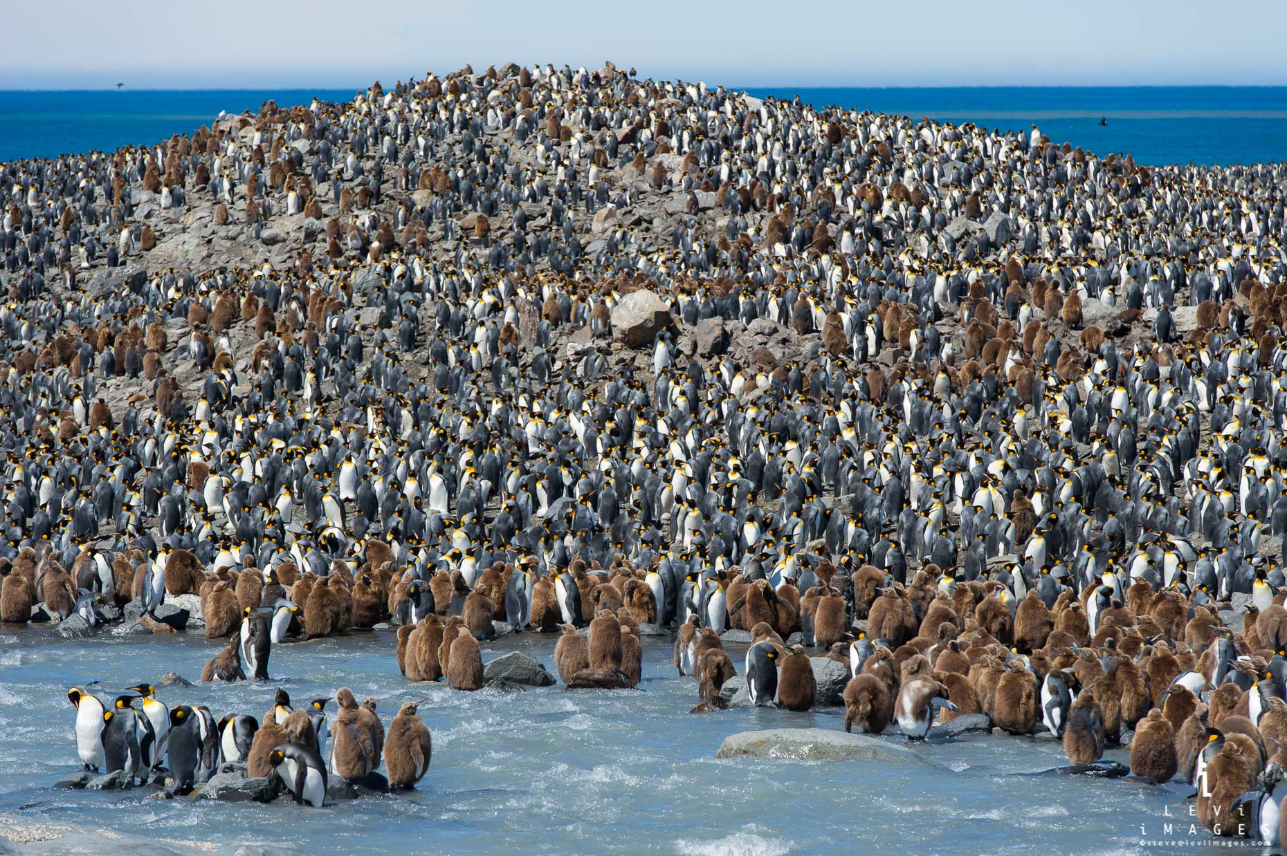 King penguin (Aptenodytes patagonicus) colony. Saint Andrews Bay, South Georgia Island