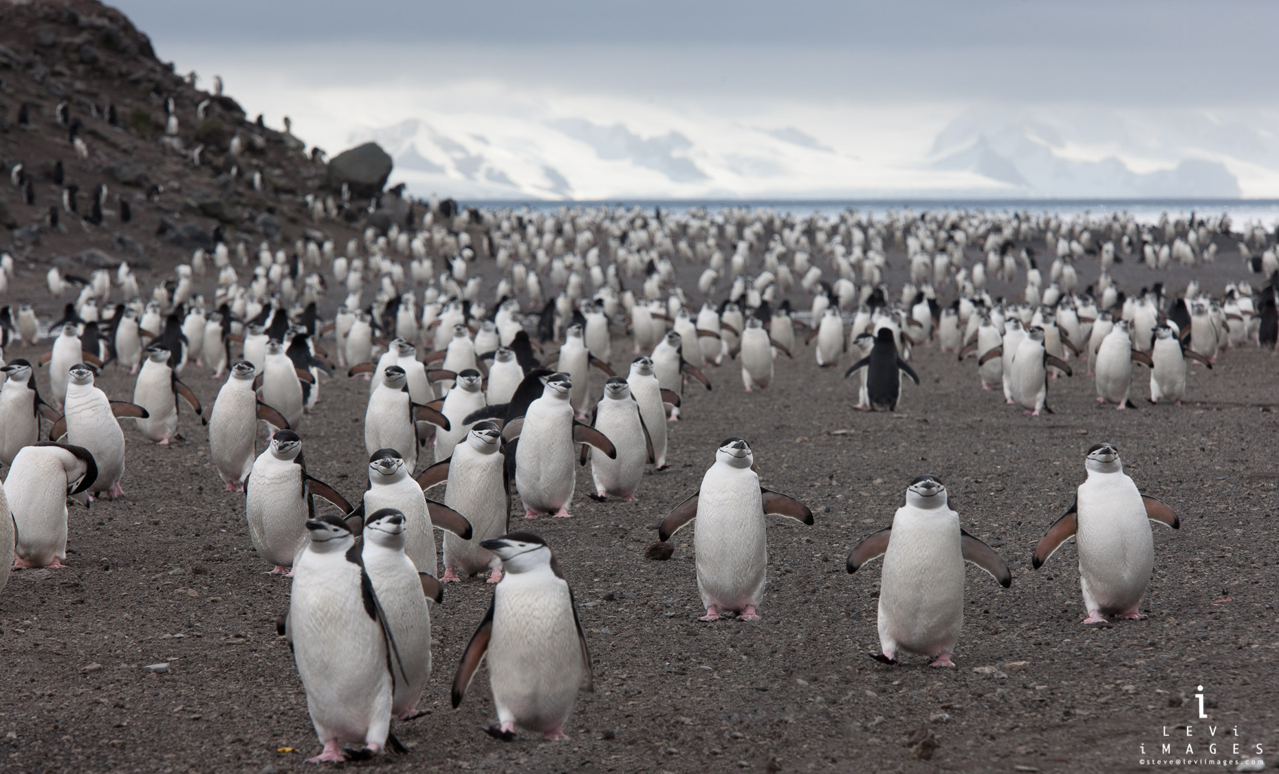 Chinstrap penguin (Pygoscelis antarcticus) Highway, Baily Head Antarctica