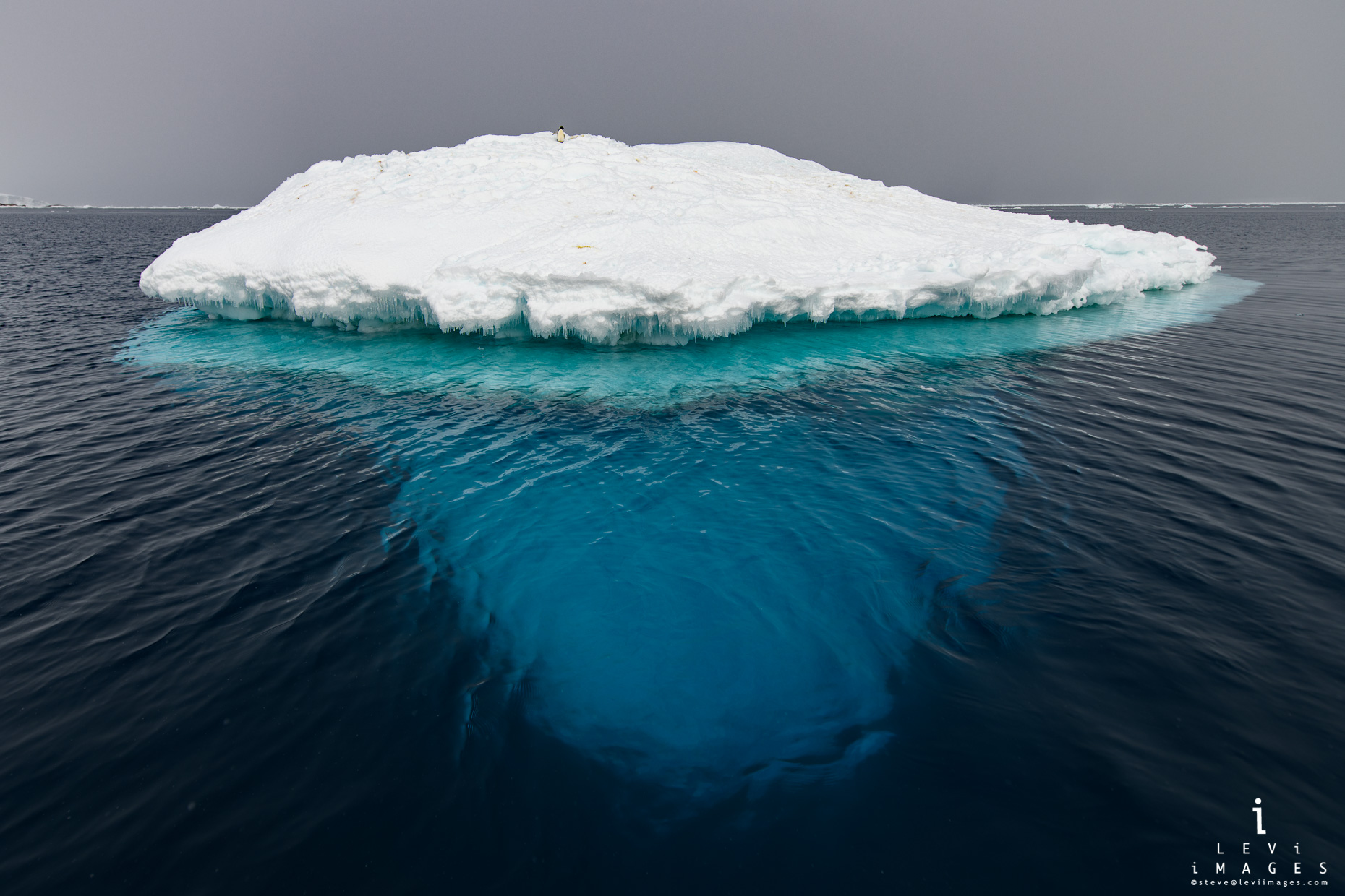 Jellyfish shaped iceberg with  lone penguin Antarctica