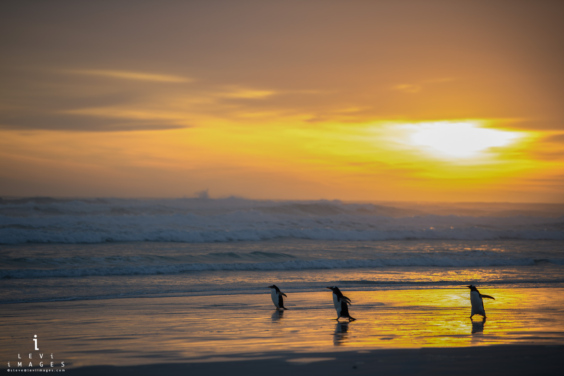 Gentoo penguins (Pygoscelis papua) enter sea at sunrise, Volunteer Point, Falkland Islands