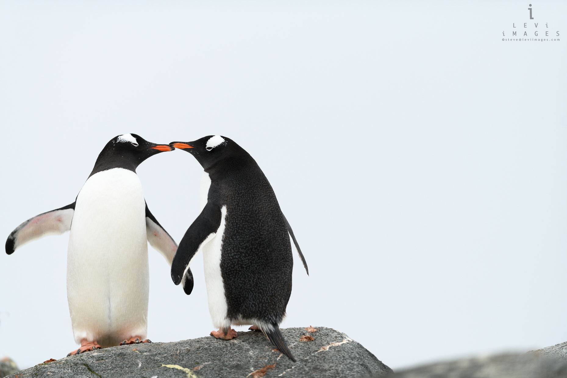 Gentoo penguins (Pygoscelis papua) beak-to-beak. Useful Island, Antarctica