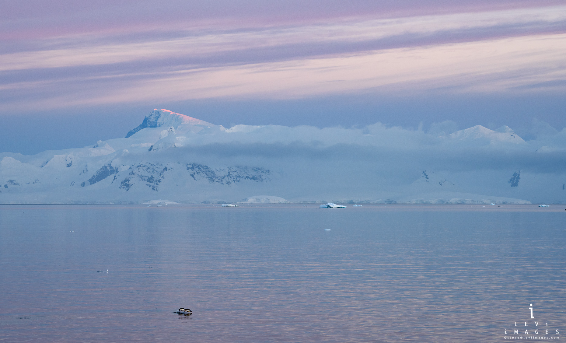 Gentoo penguins (Pygoscelis papua) porpoising in soft light sunrise. Useful Island Antarctica
