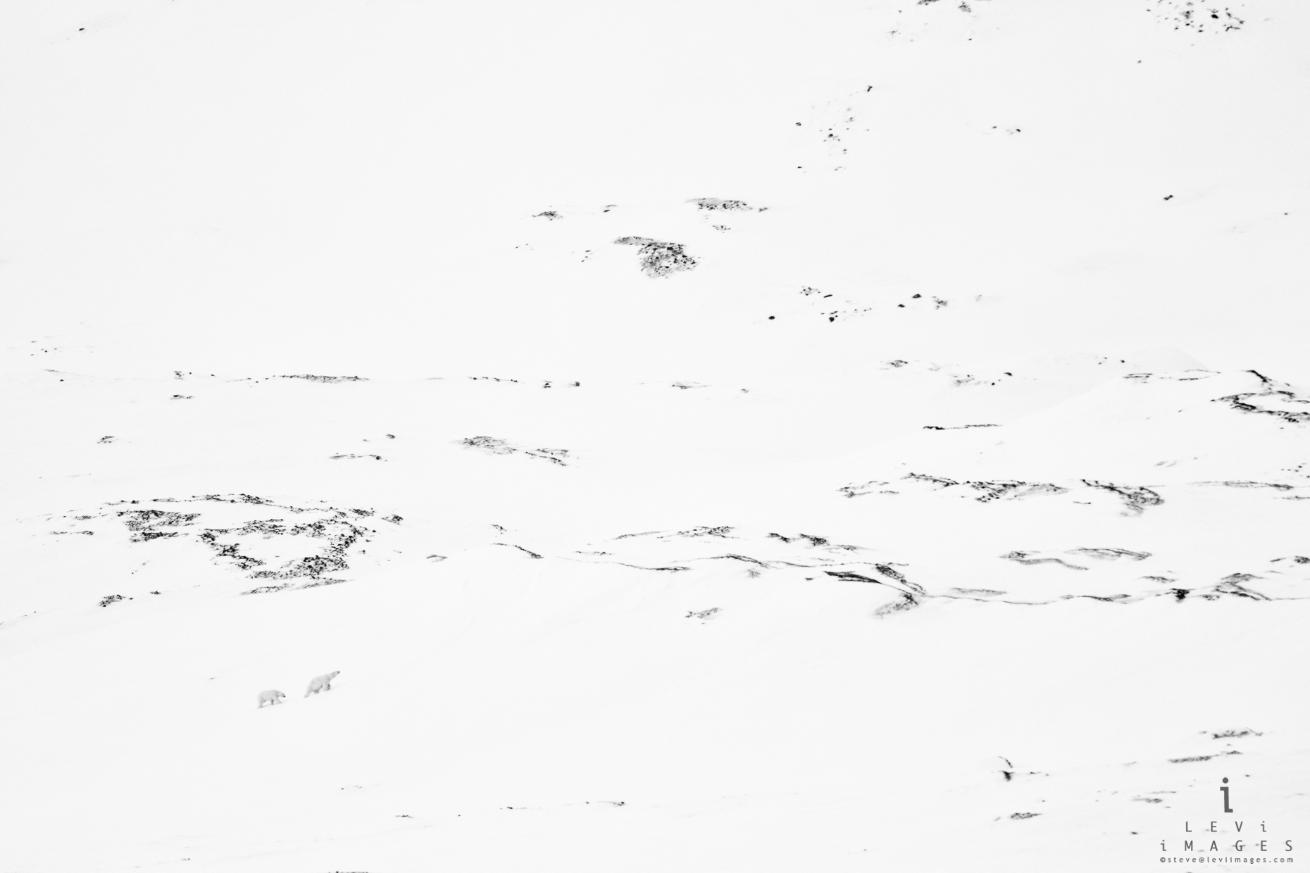 Polar bear (Ursus maritimus) and cub climb snow-covered mountain. Svalbard, Norway