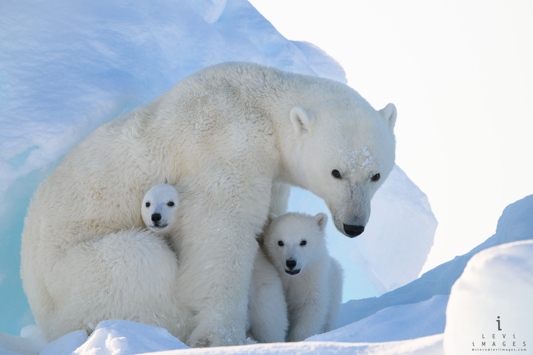 Peek-a-boo. Polar bear (Ursus maritimus) mom and cubs. Baffin Island, Nunavut, Canada