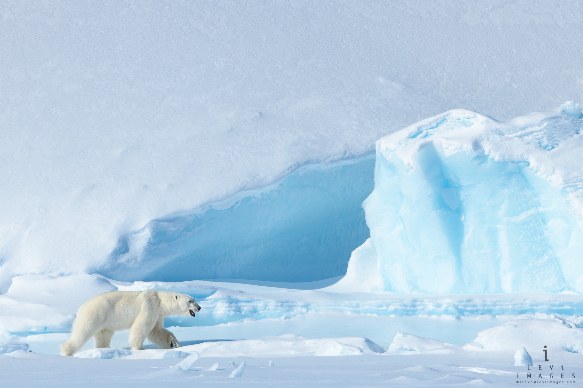 Polar bear (Ursus maritimus) approaches iceberg. Baffin Island, Nunavut, Canada