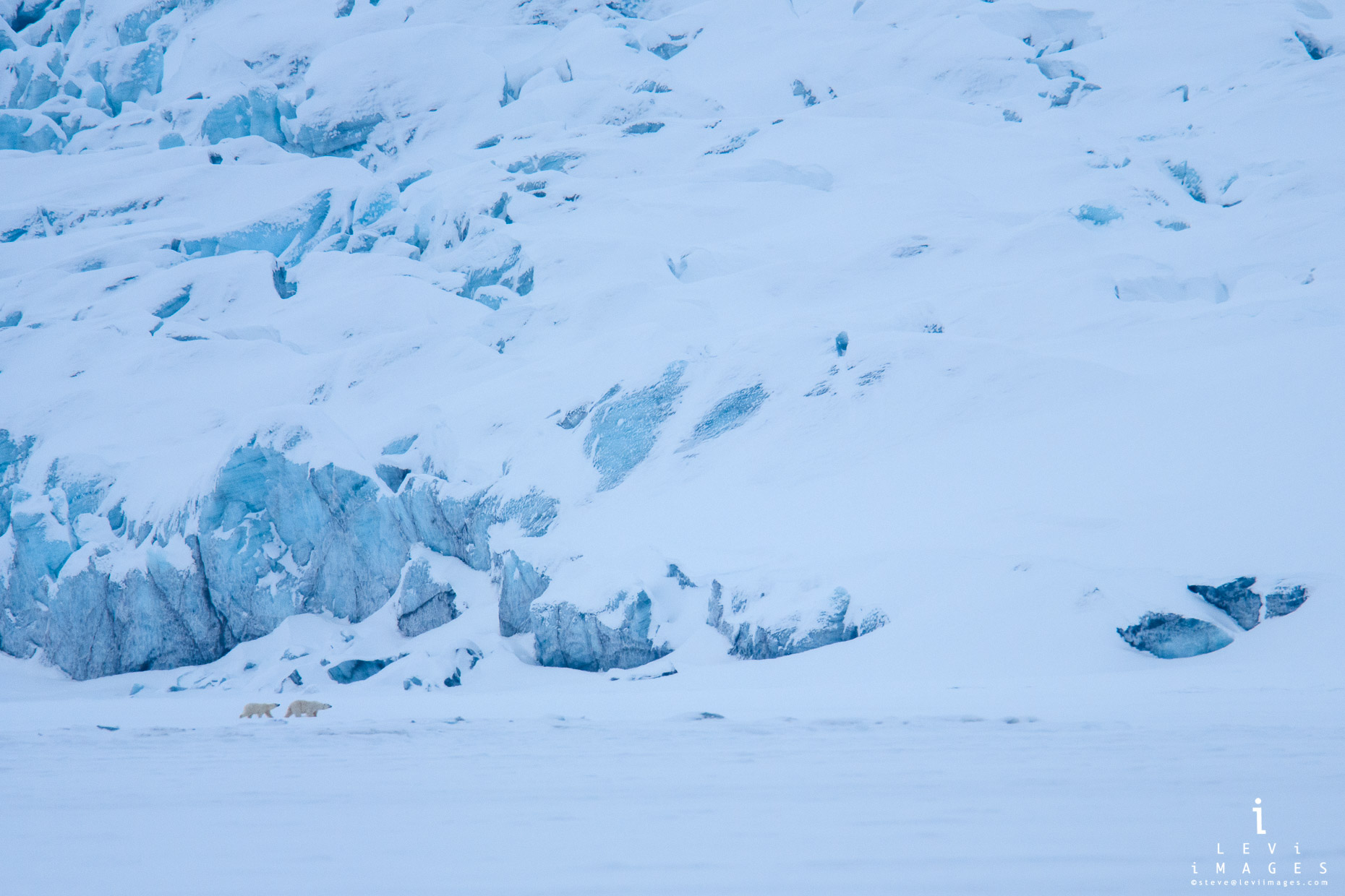 Polar bear and cub walking in front of snow covered glacier. Svalbard, Norway