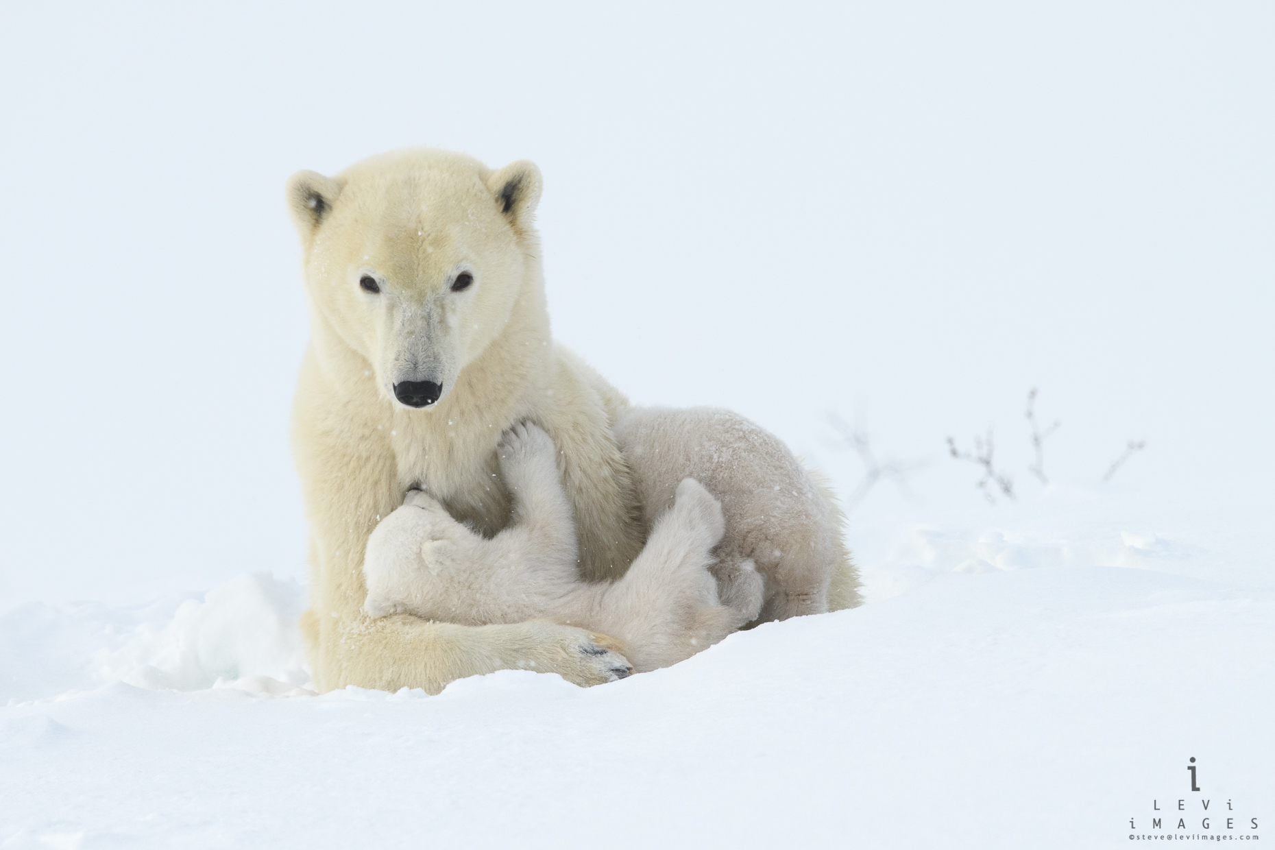Polar bear (Ursus maritimus) cub Mom human nursing pose. Wapusk National Park, Manitoba, Canada