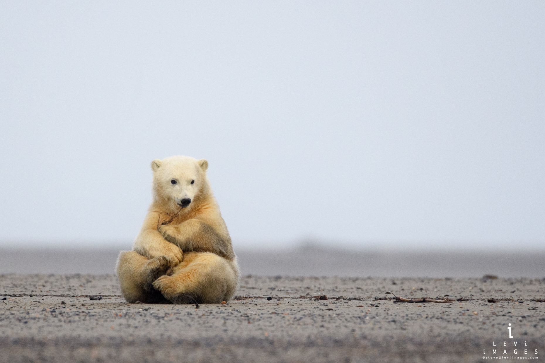 Polar bear (Ursus maritimus) cub in cute pose. Kaktovik, Alaska