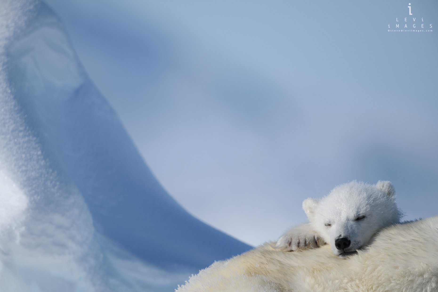 Polar bear (Ursus maritimus) cub sleeping on mom. Baffin Island, Nunavut, Canada