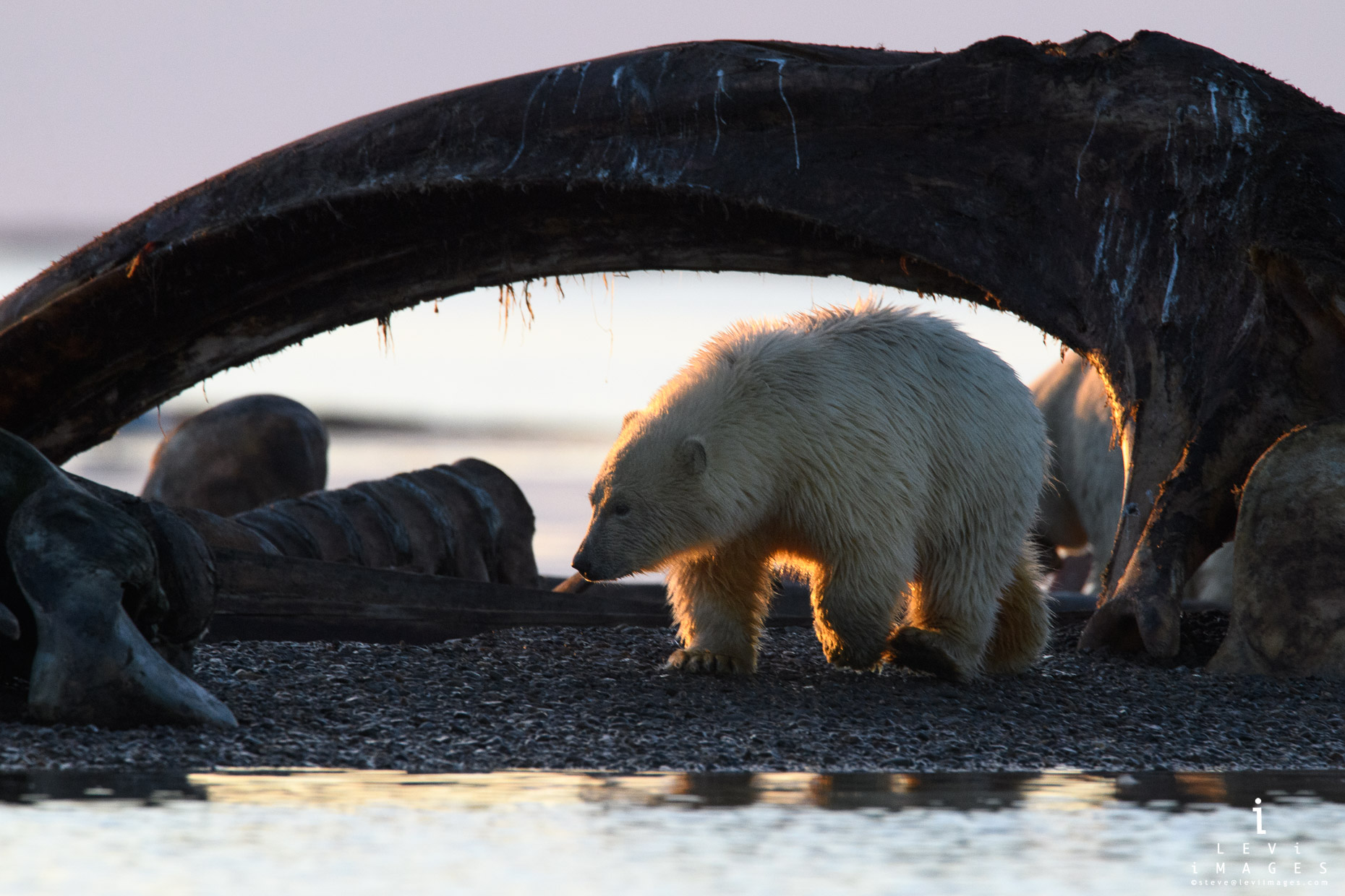 polar bear cub under whale bone Kaktovik Alaska