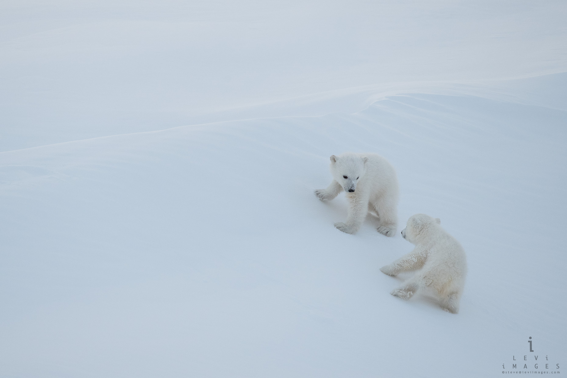 polar cubs at play