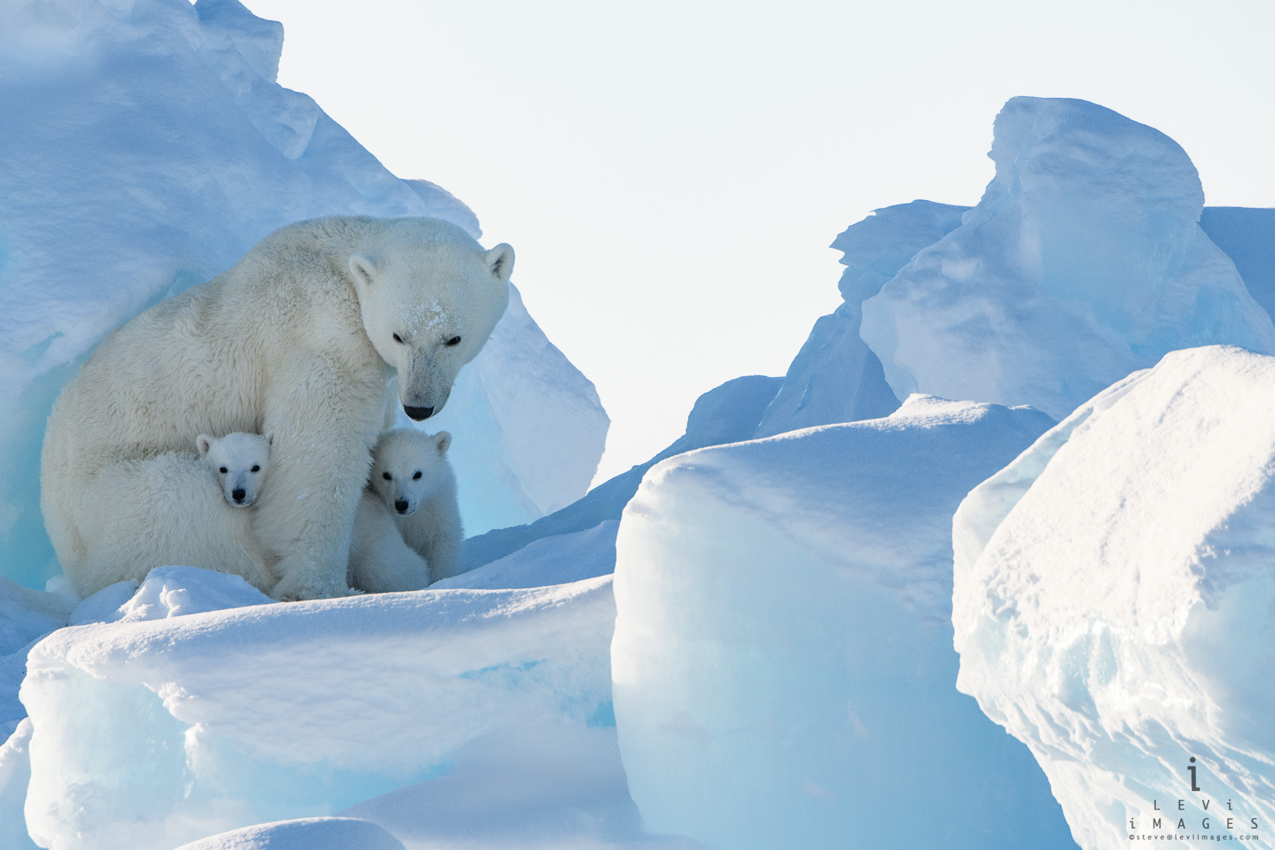 Polar bear (Ursus maritimus) mom and cubs on iceberg. Baffin Island, Nunavut, Canada