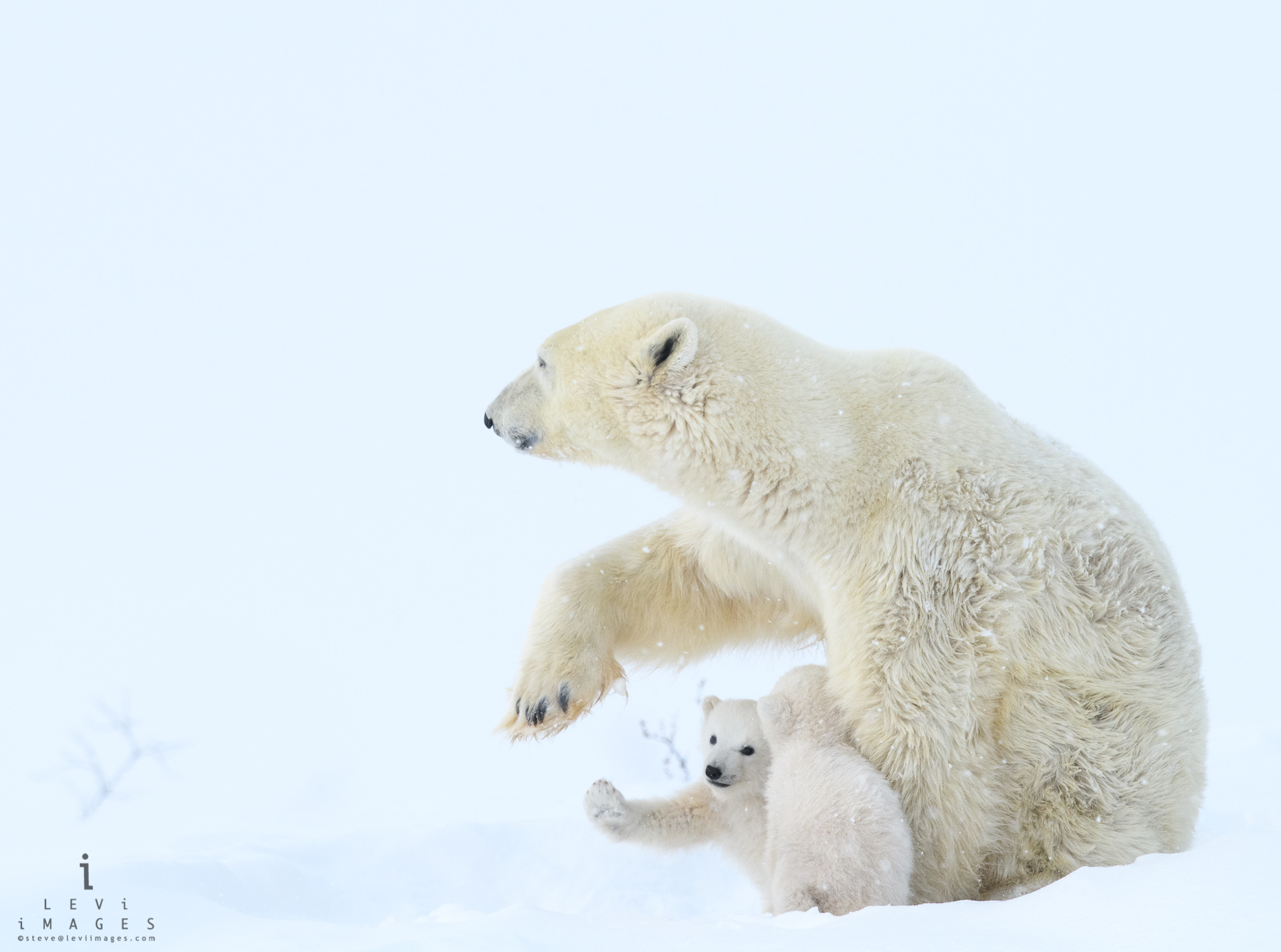 Polar bear (Ursus maritimus) and cub high-five. Wapusk National Park, Manitoba, Canada