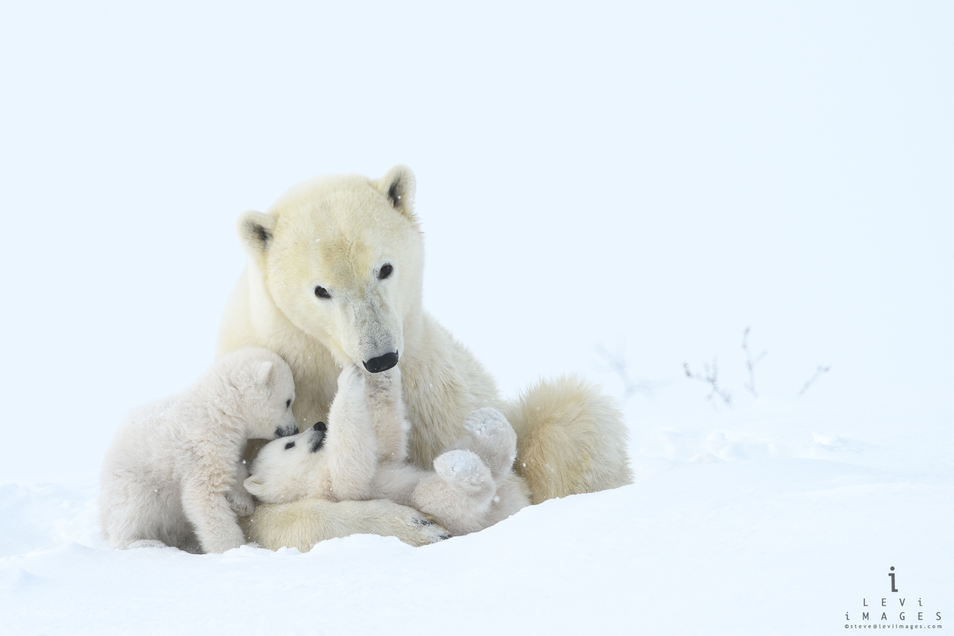 Tender play. Polar bear (Ursus maritimus) mom and cubs. Wapusk National Park, Manitoba, Canada
