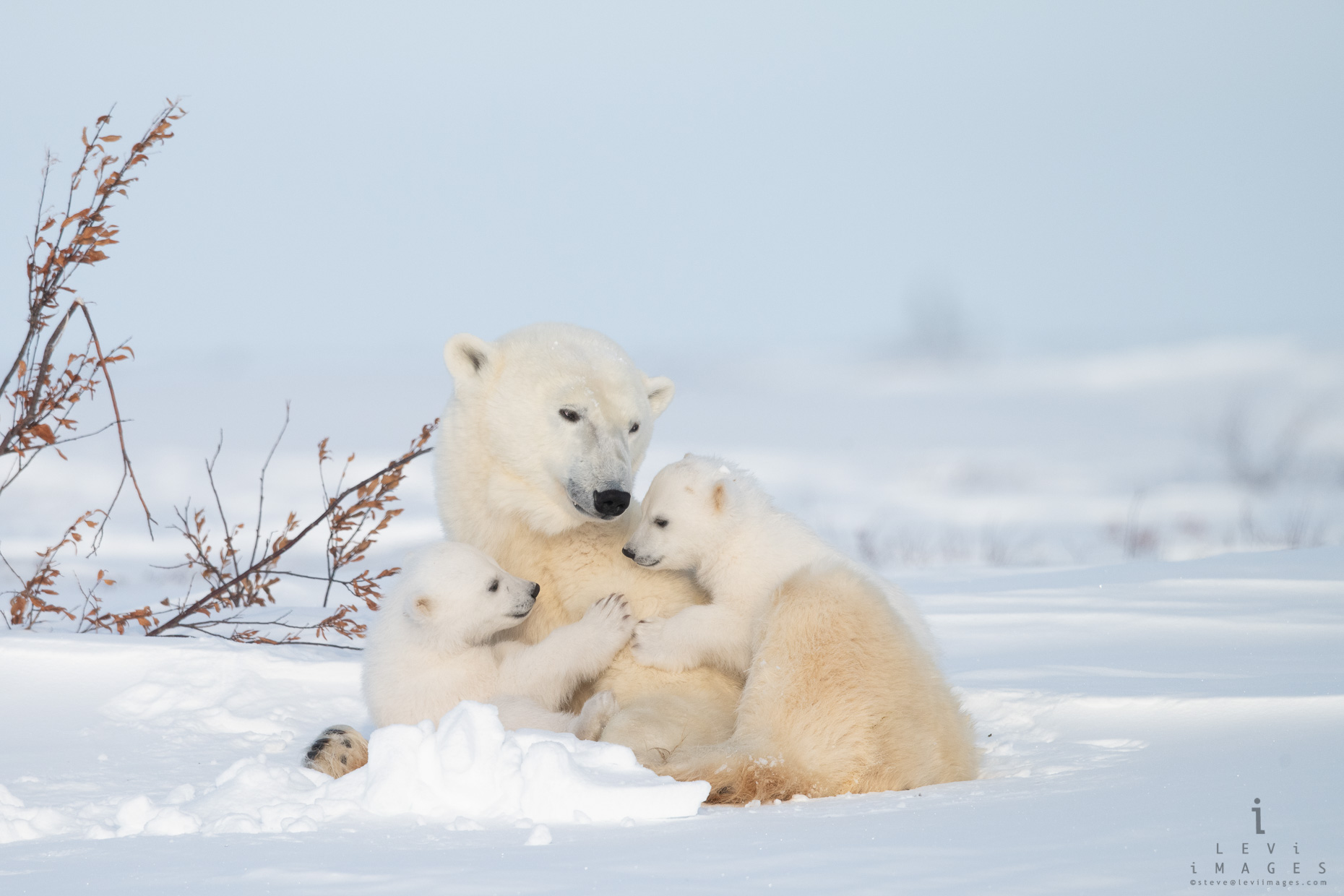 Polar Bear cubs and mom portrait 1