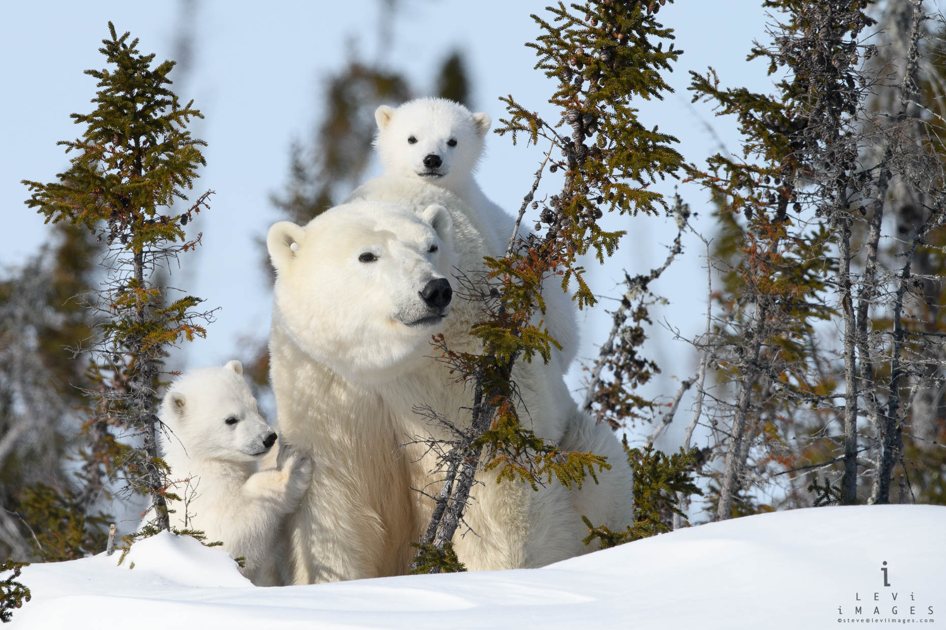 Polar bear (Ursus maritimus) and two cubs. Wapusk National Park, Manitoba, Canada