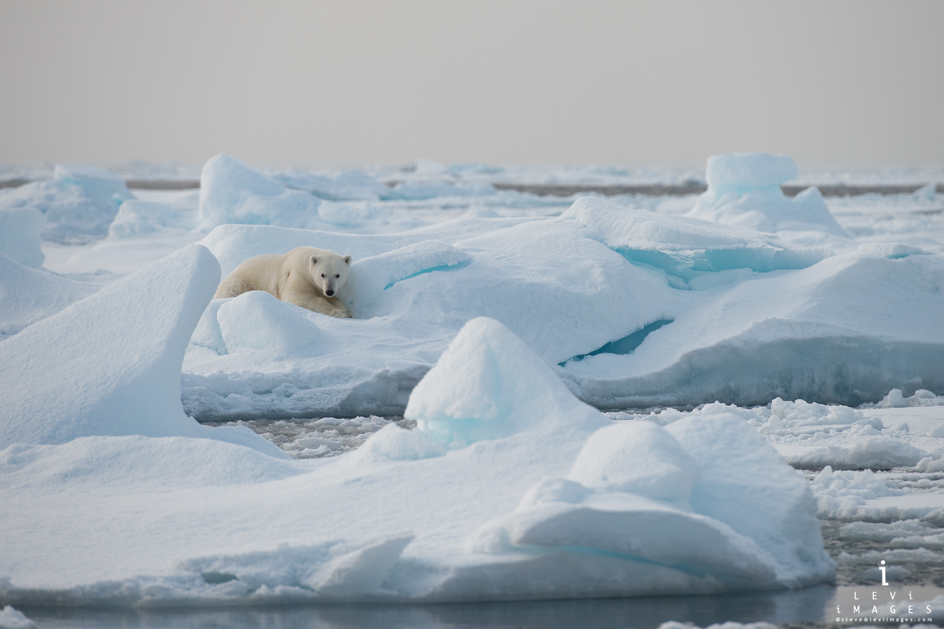 Polar bear (Ursus maritimus) rests on ice fragment. Svalbard, Norway