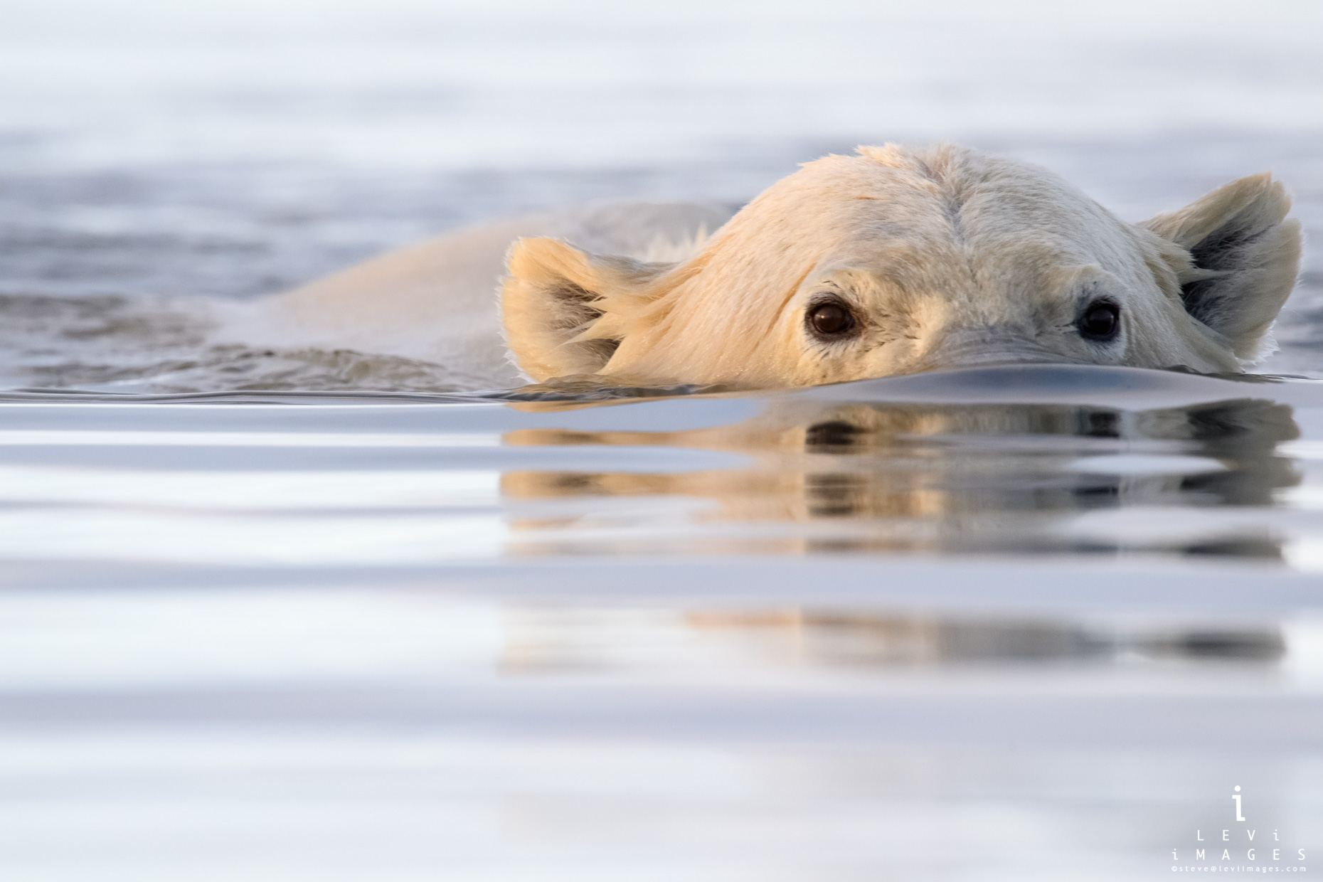 Polar bear (Ursus maritimus) swimming with eyes reflected Kaktovik, Alaska