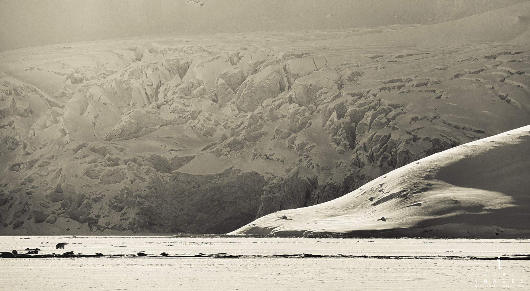 Polar bear walks in front of vast glacier front sepia. Svalbard, Norway