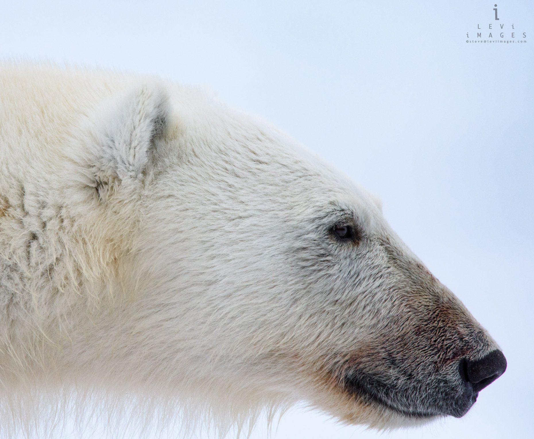 Polar bear (Ursus maritimus) headshot - profile. Svalbard, Norway