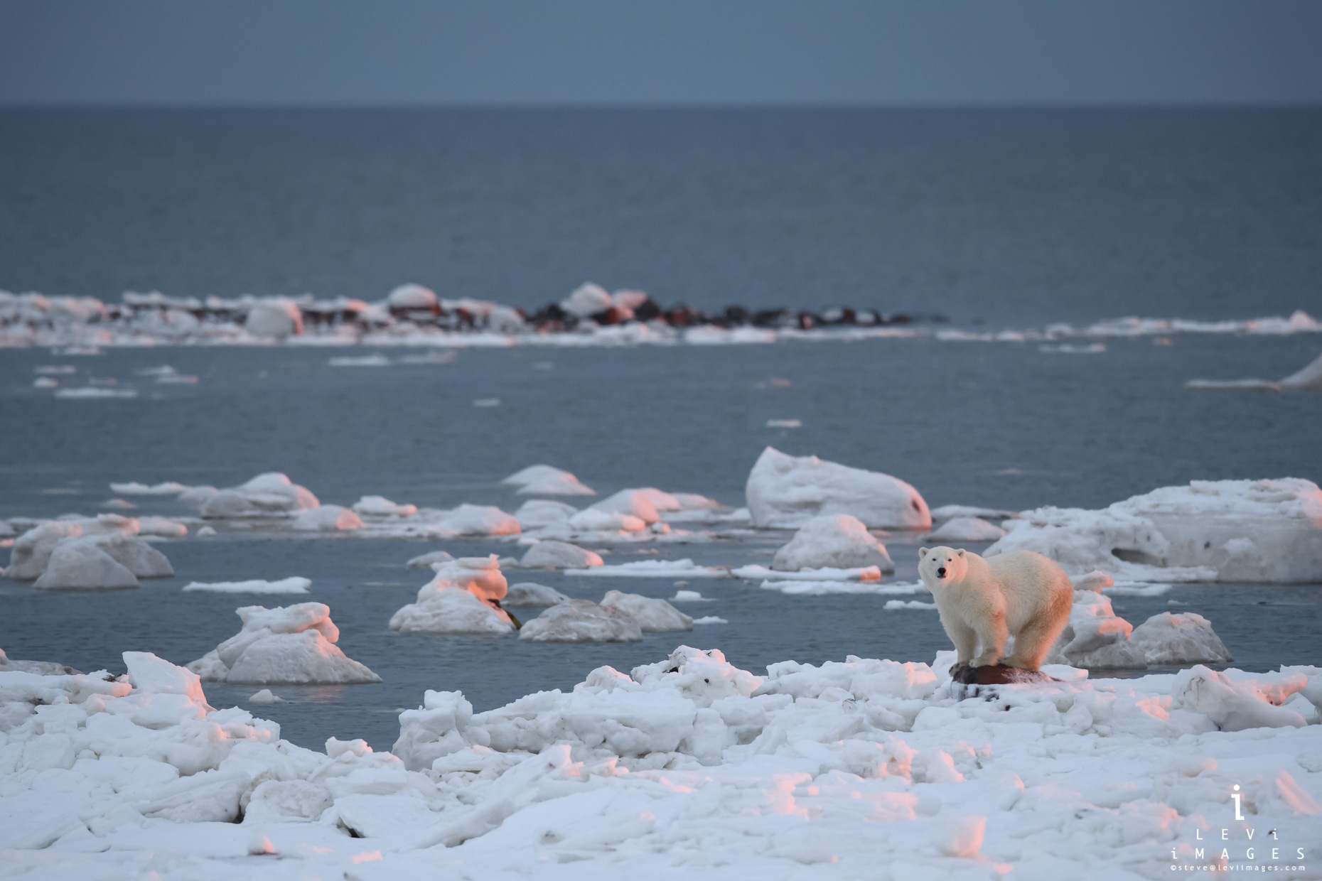 Polar bear (Ursus maritimus) at sunset waits at ice edge. Hudson Bay