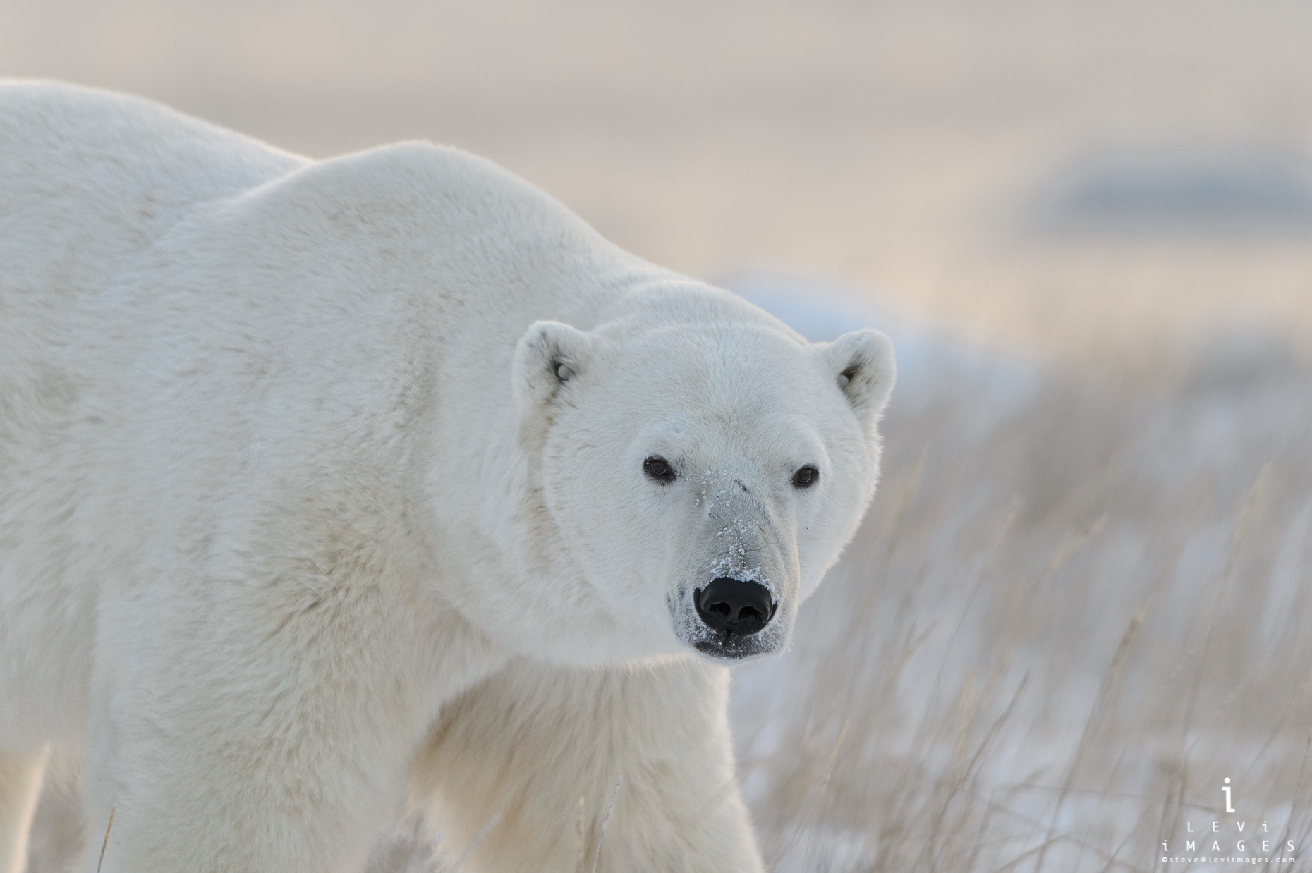 Polar bear (Ursus maritimus) in morning light. Manitoba, Canada