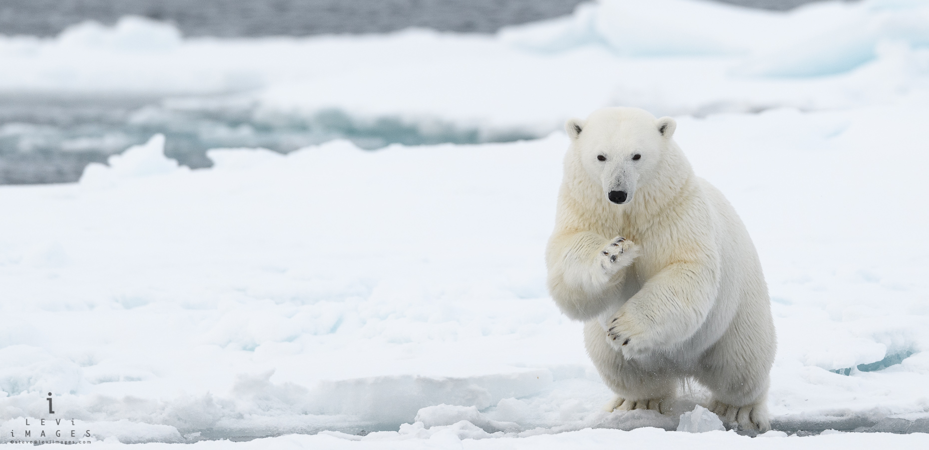 Polar bear (Ursus maritimus) jumping across open lead. Svalbard, Norway