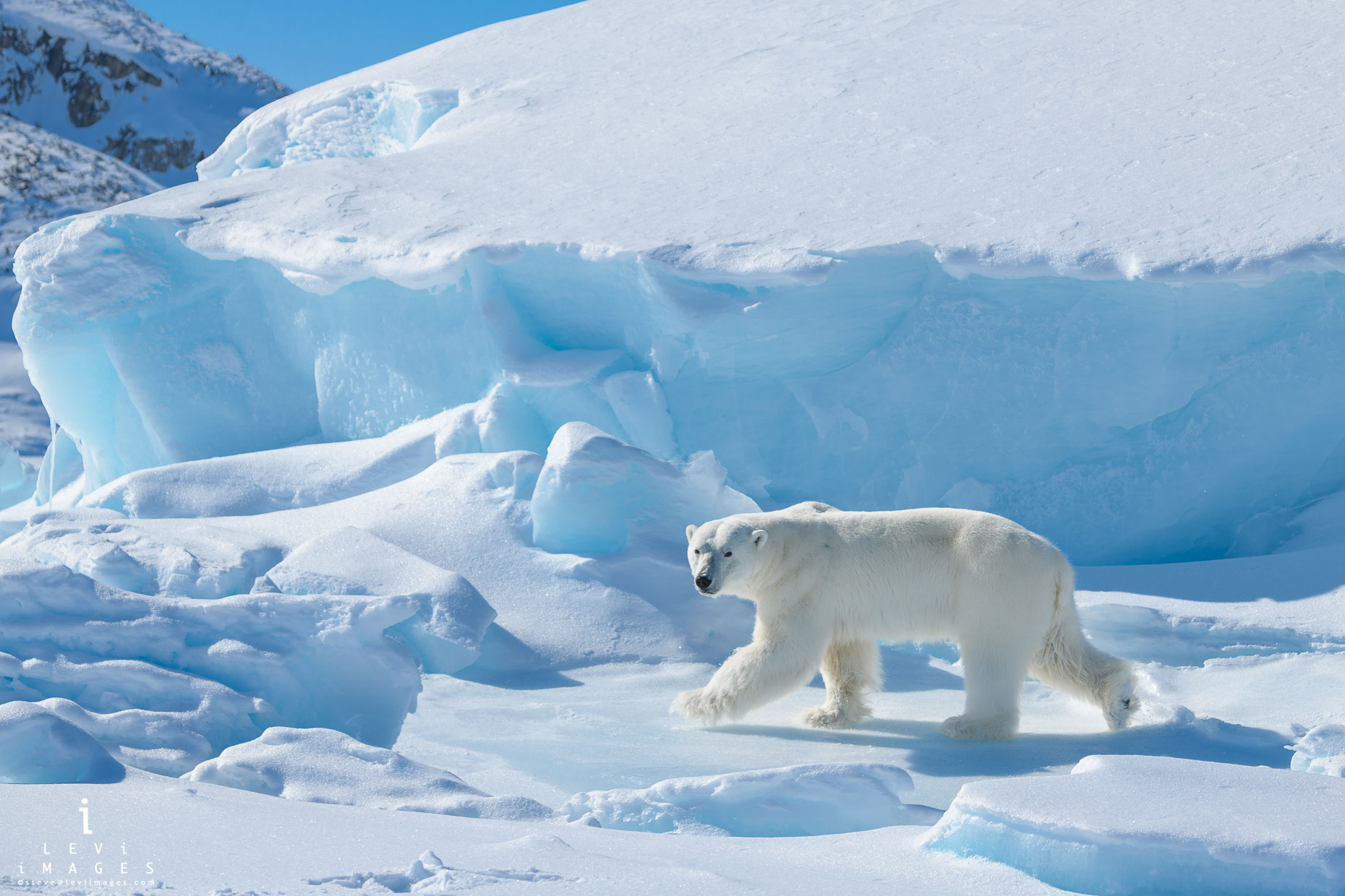 Polar bear (Ursus maritimus) in front of  iceberg. Baffin Island, Nunavut, Canada