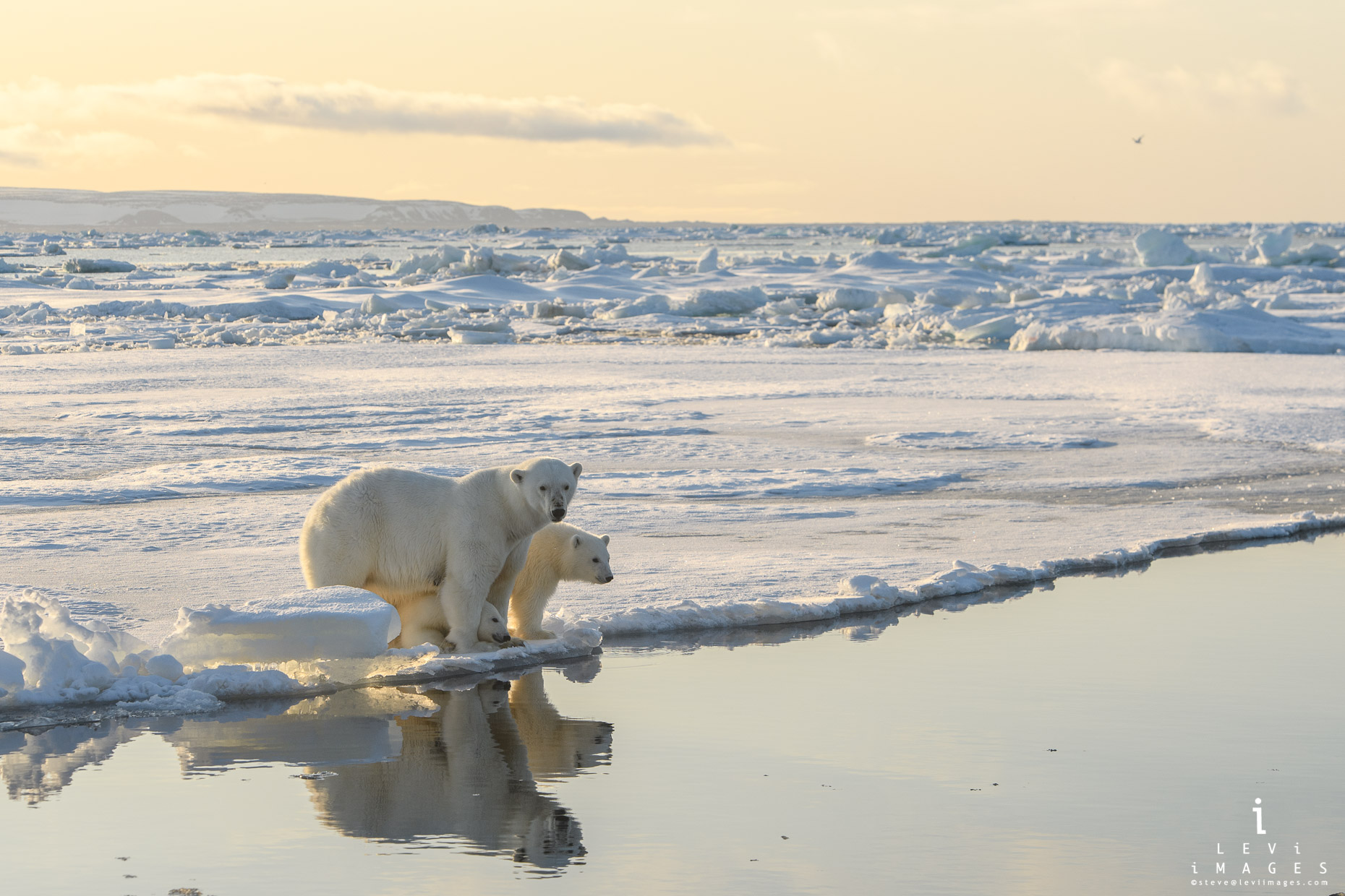 Polar Bear Mom and Cubs Floe Edge Reflection