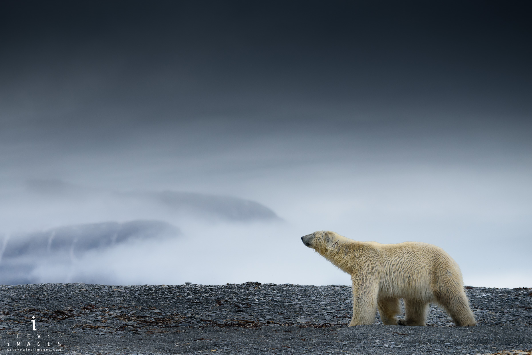 Polar bear (Ursus maritimus) on land with mountains obscured by fog. Svalbard, Norway