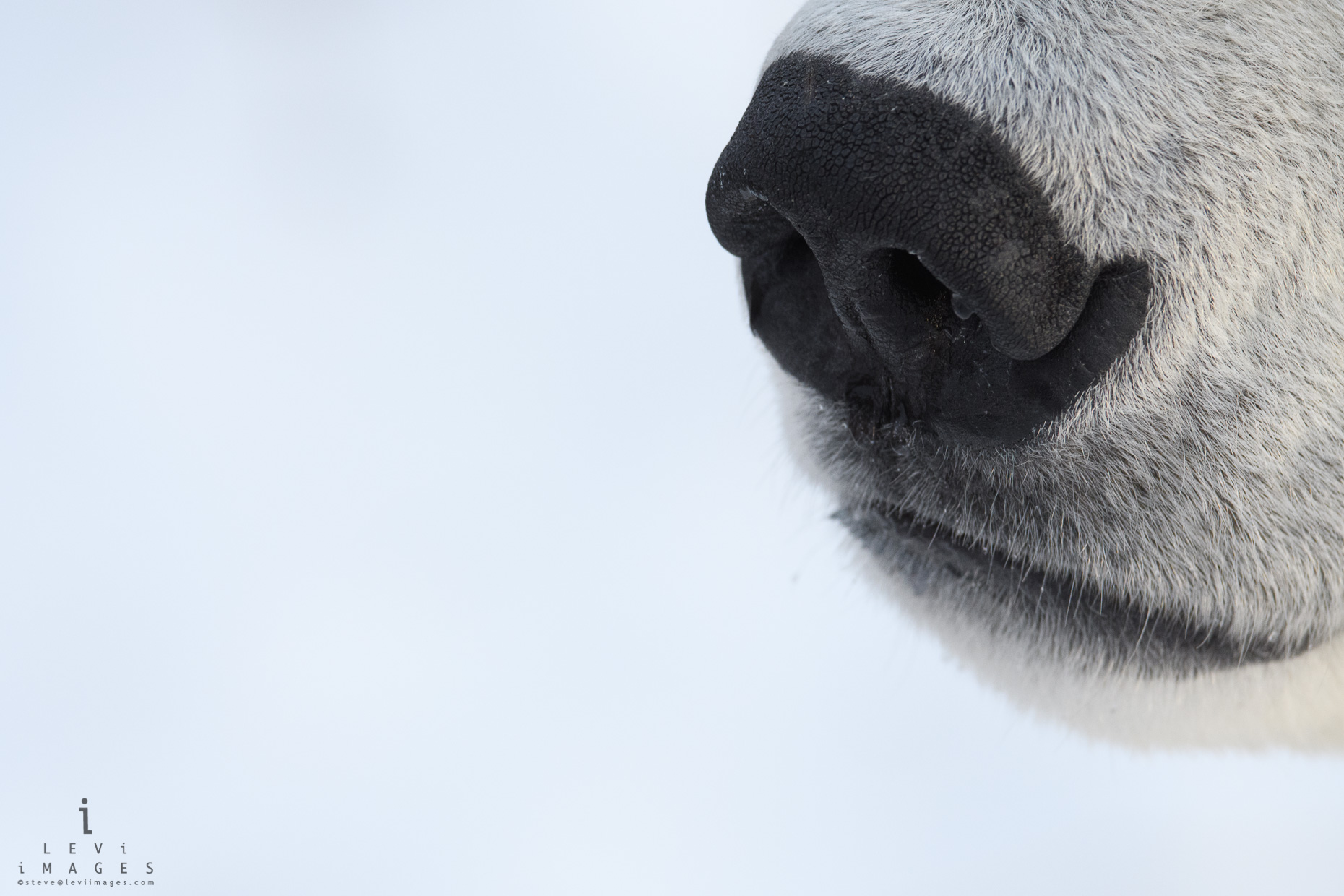 Polar bear (Ursus maritimus) nose close-up. Manitoba, Canada