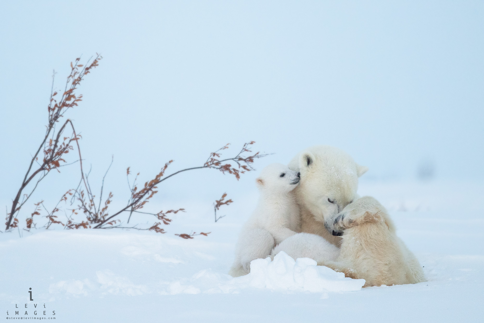 Polar bear  tenderly nursing cub