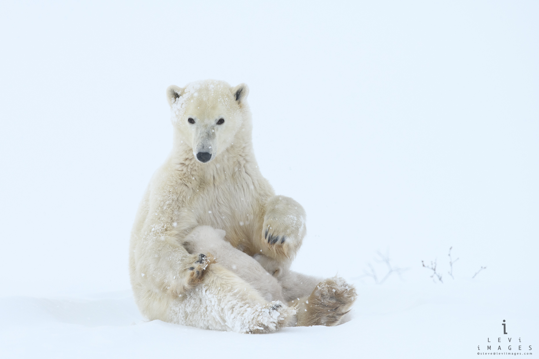 Polar bear (Ursus maritimus) nursing it