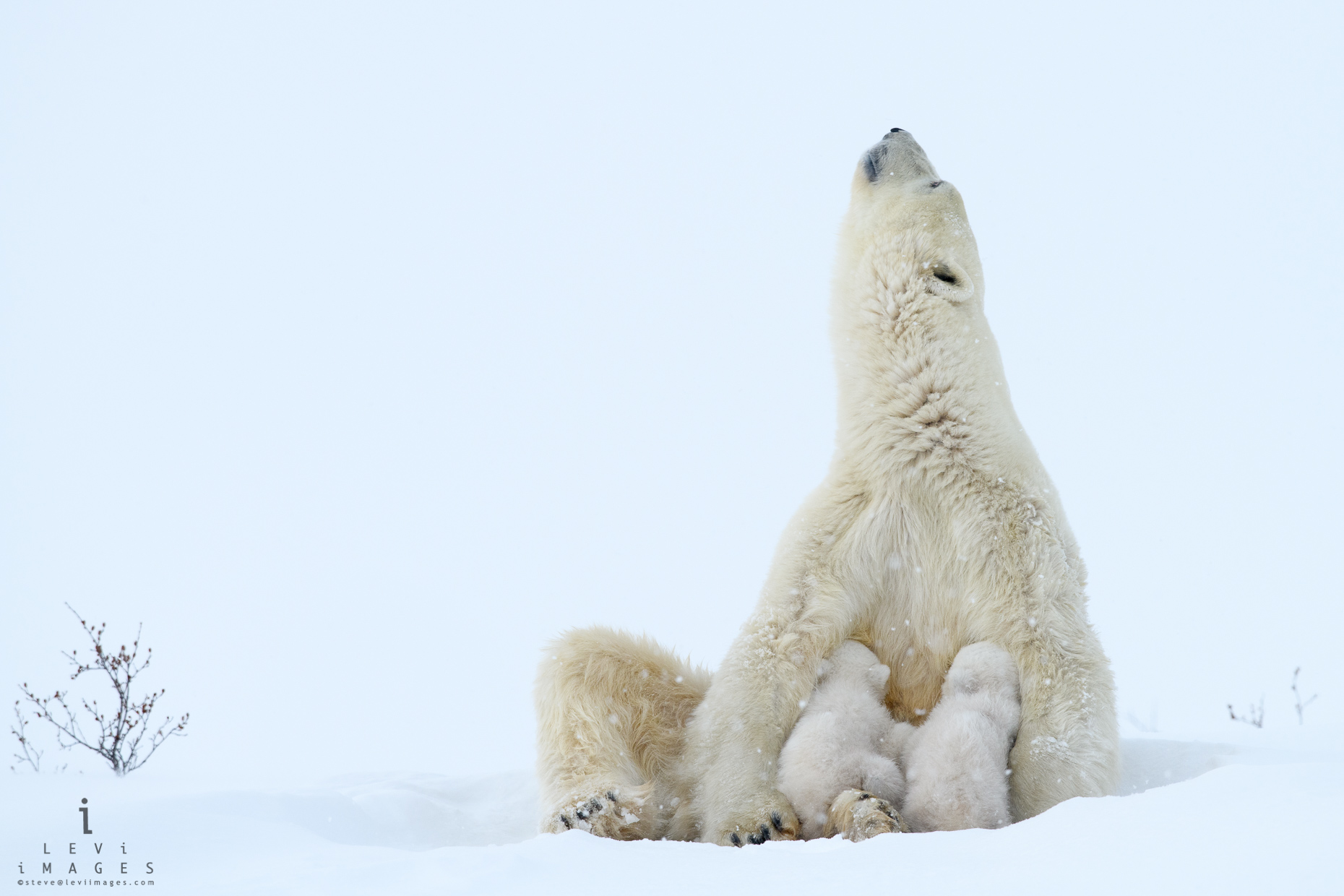 Polar bear (Ursus maritimus) nursing facing the sky. Wapusk National Park, Manitoba, Canada