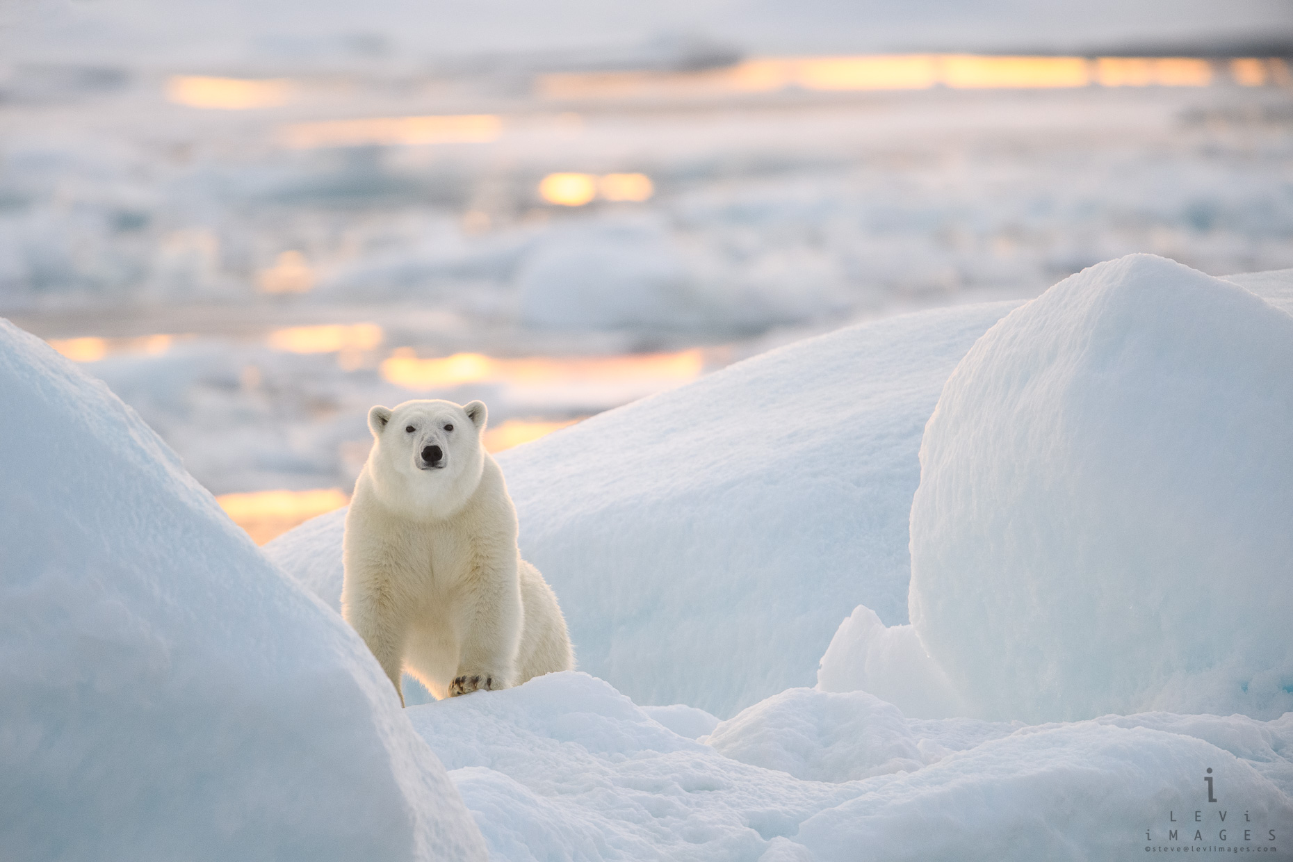 Polar Bear on Ice at First Light
