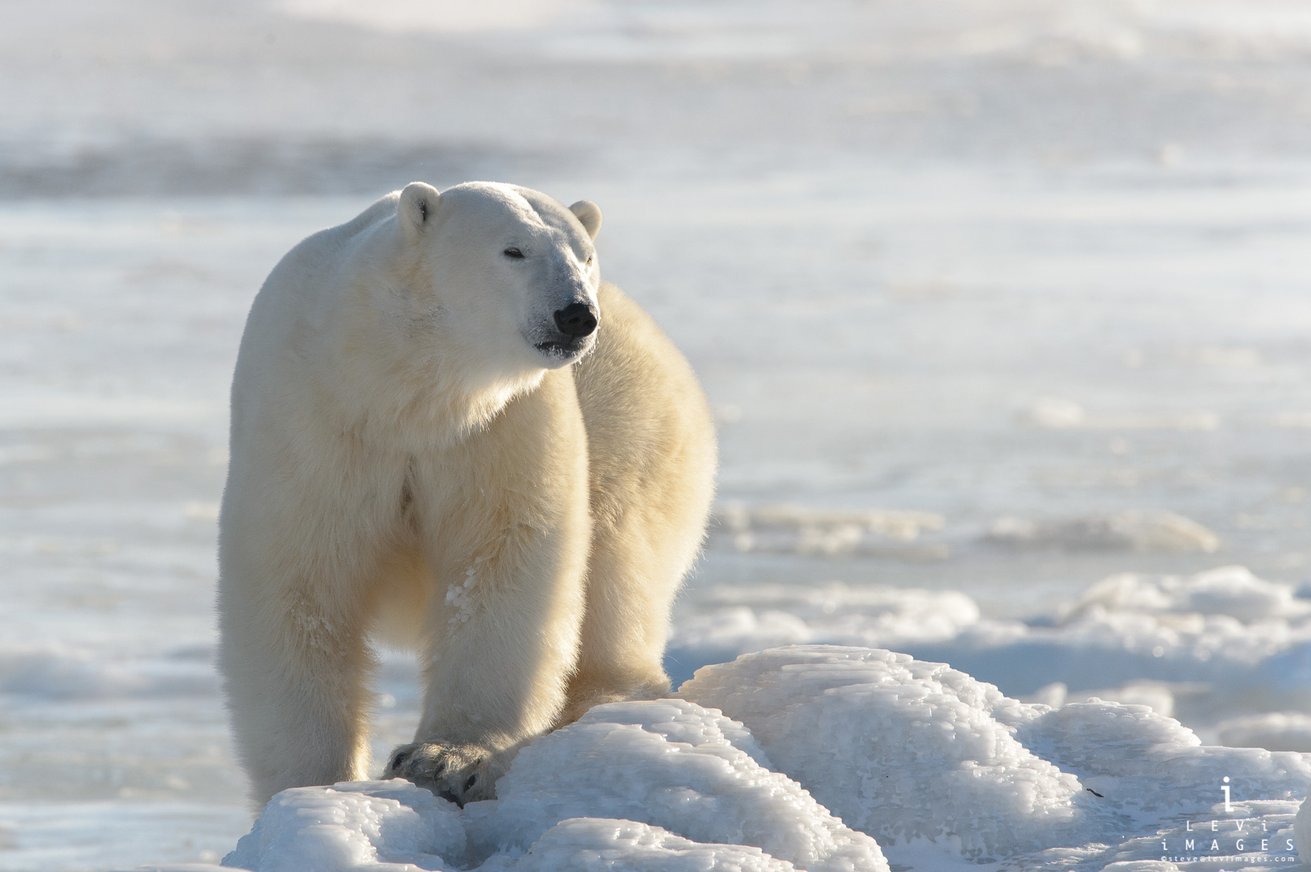 Polar bear (Ursus maritimus) on ice covered rocks. Hudson Bay, Manitoba, Canada
