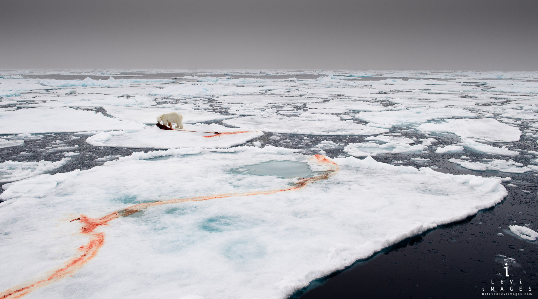 Polar bear (Ursus maritimus) with seal kill on pack ice. Svalbard, Norway