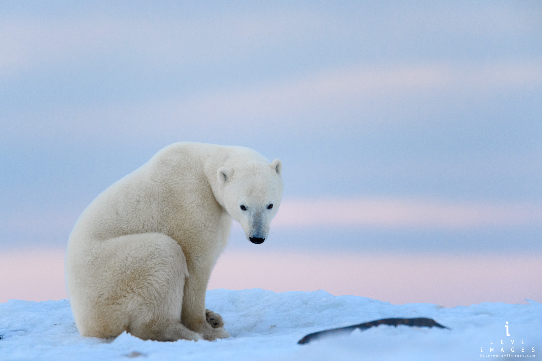Polar bear (Ursus maritimus), sitting looks at the camera in soft pink light portrait. Manitoba, Canada