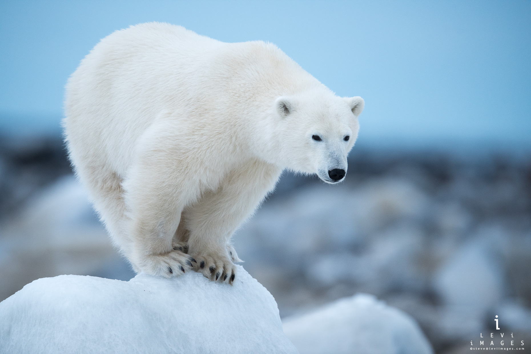 Polar bear (Ursus maritimus) balanced on ice-covered rocks Hudson Bay Canada