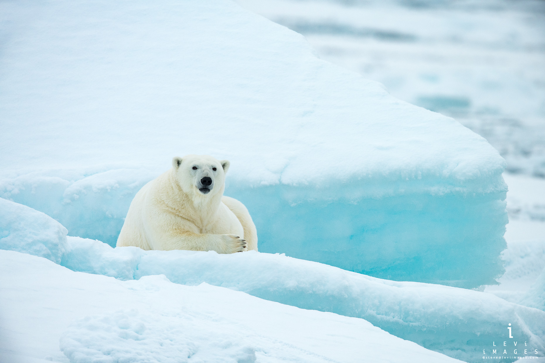 Polar bear (Ursus maritimus) resting on blue ice. Svalbard, Norway