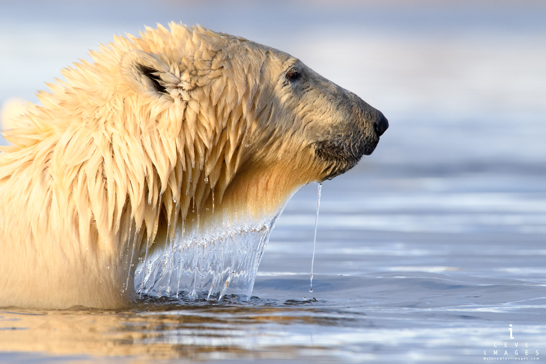 Polar bear (Ursus maritimus) shedding water Kaktovik, Alaska