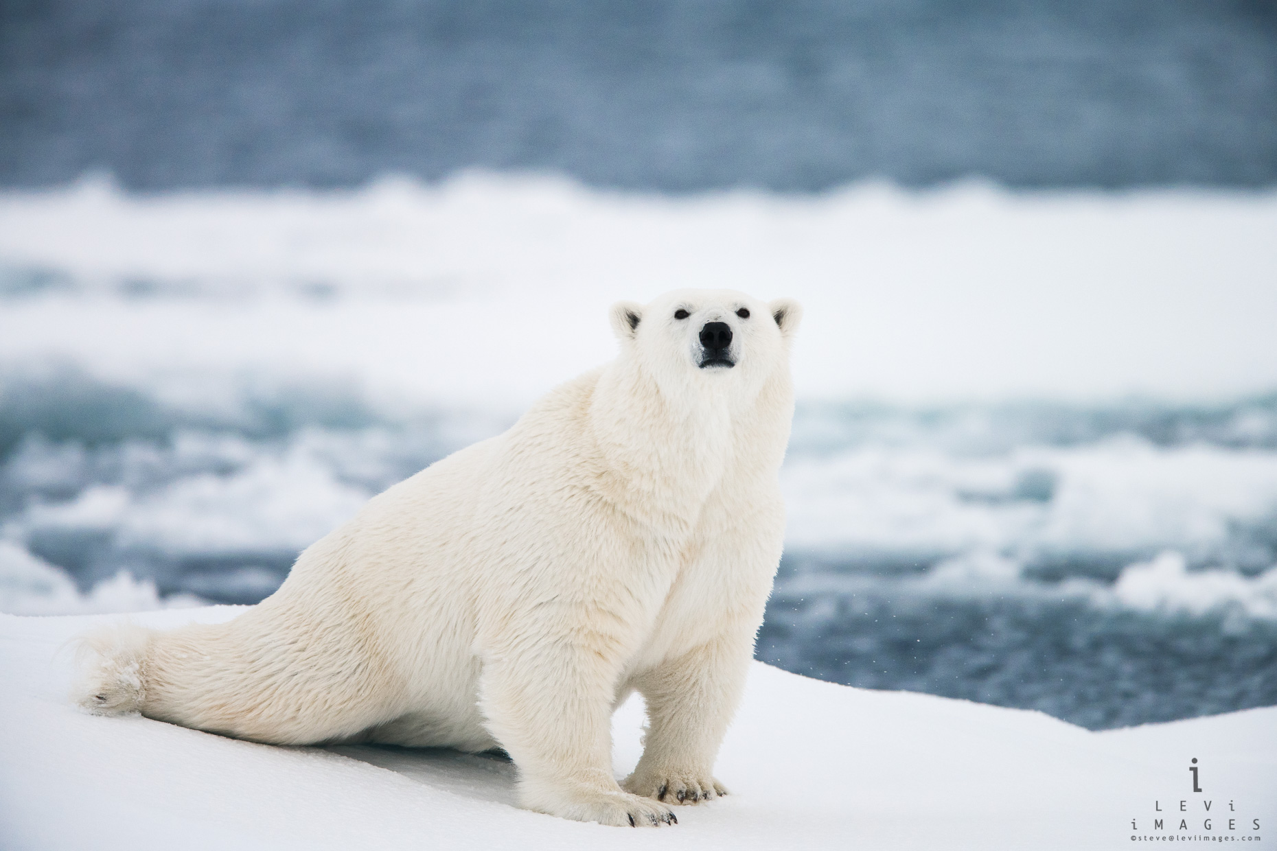 Polar bear (Ursus maritimus) in stretch pose. Svalbard, Norway