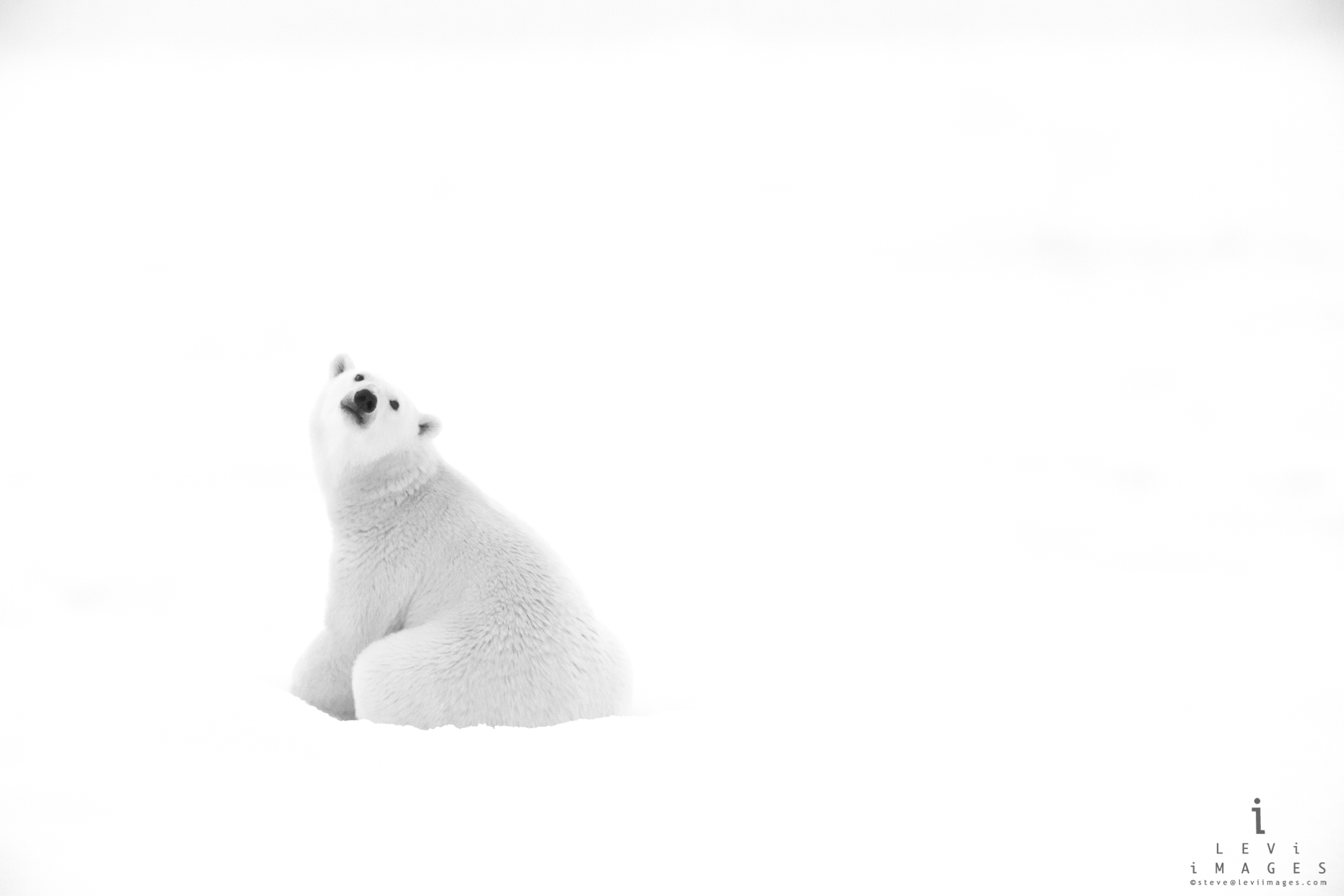 Polar bear (Ursus maritimus) looks back in black-and-white. Svalbard, Norway