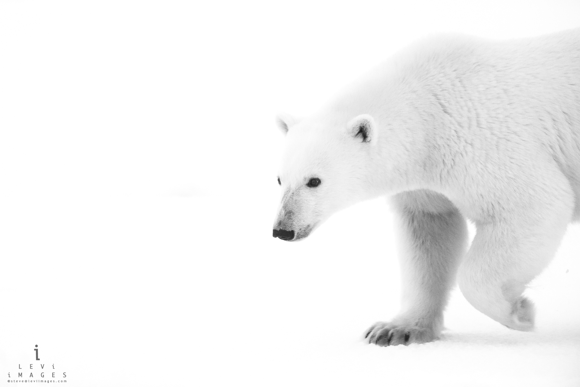 Polar bear (Ursus maritimus) with raised paw black-and-white. Svalbard, Norway
