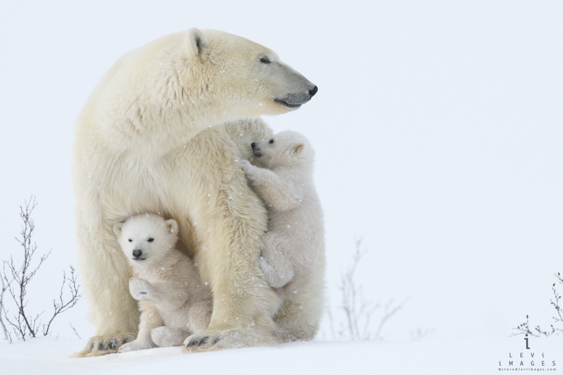 Polar bear (Ursus maritimus) cubs with mom – climbing and waving. Wapusk National Park, Manitoba, Canada