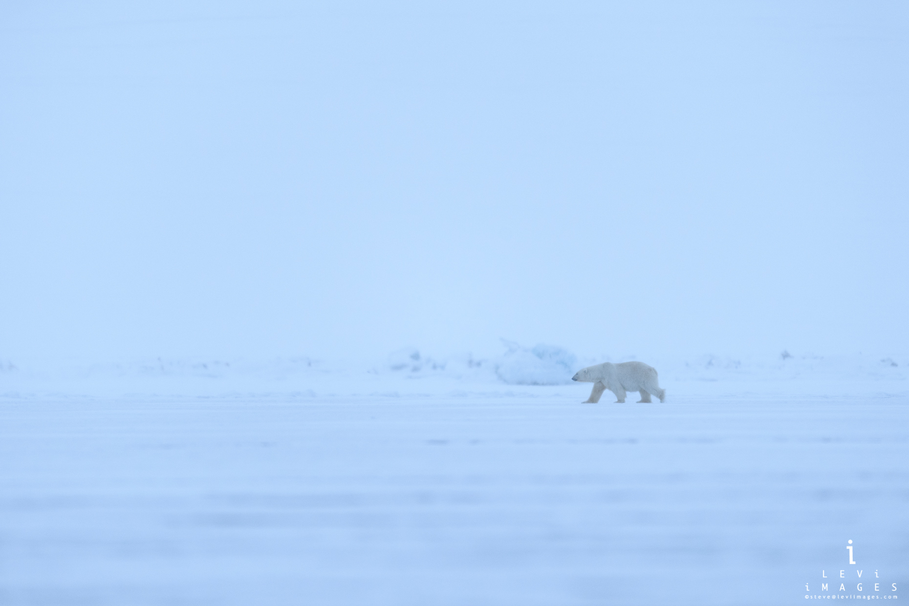 Polar bear crossing wind-swept ice. Svalbard, Norway