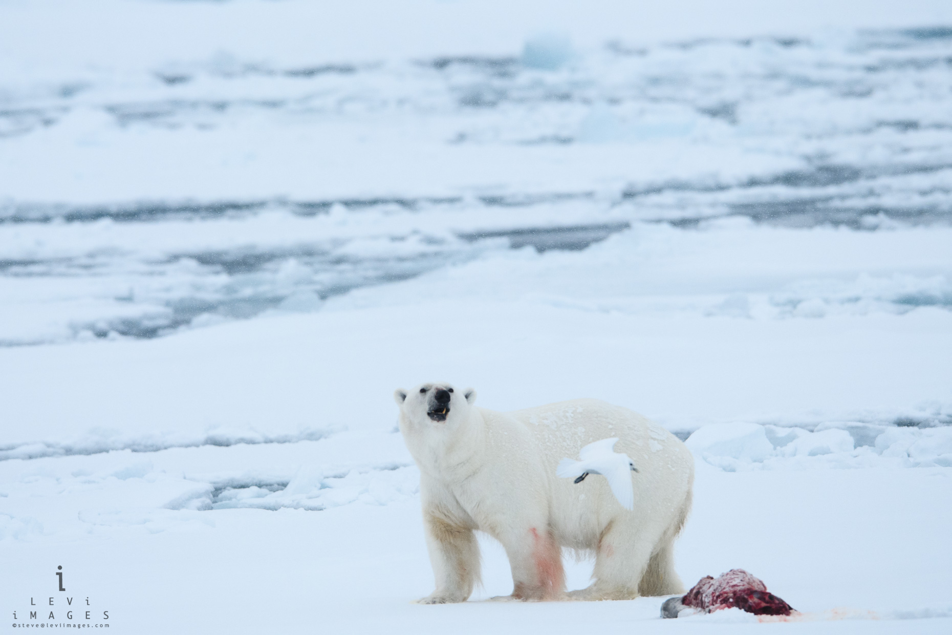 Polar bear (Ursus maritimus), bird and seal kill. Svalbard, Norway