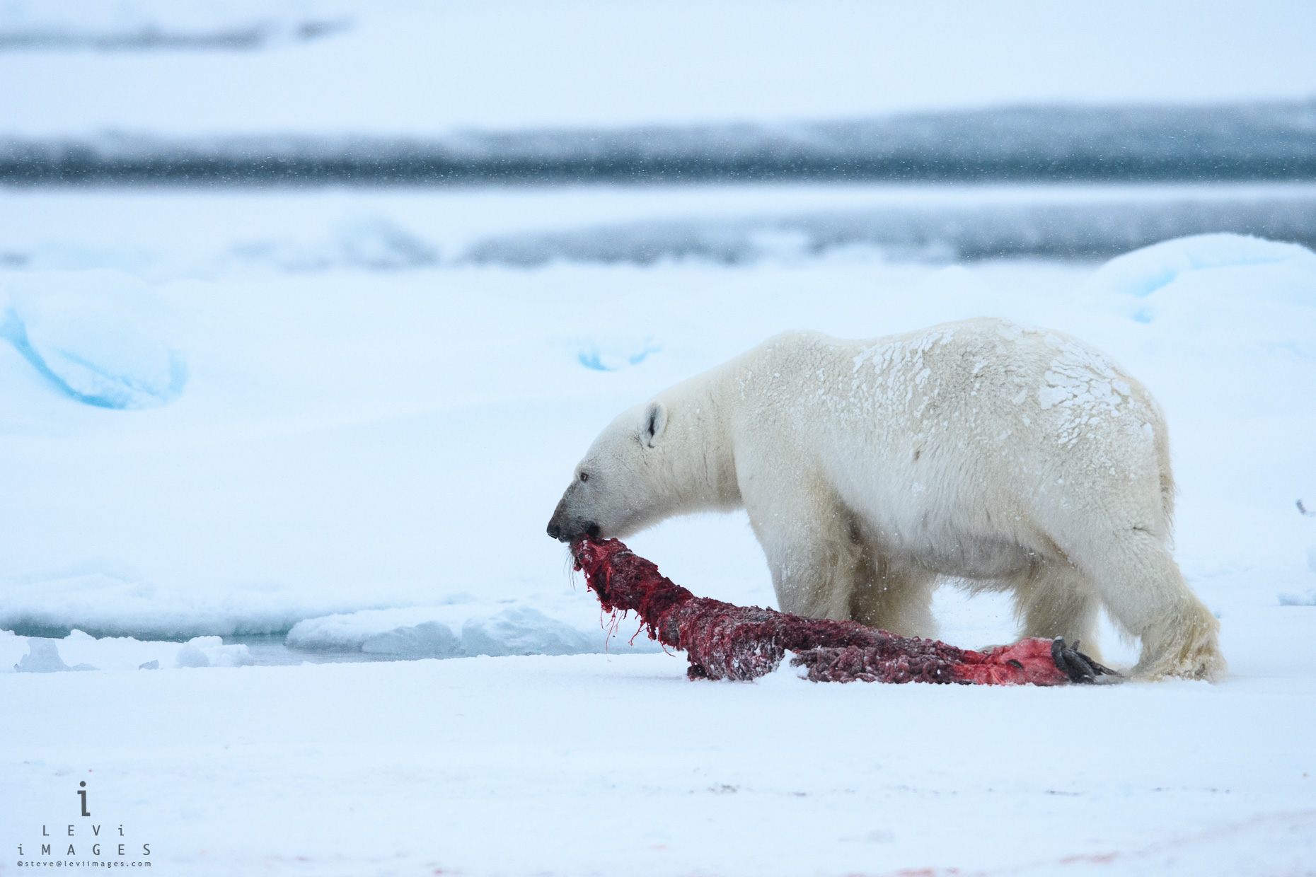Polar bear (Ursus maritimus) dragging seal carcass. Svalbard, Norway