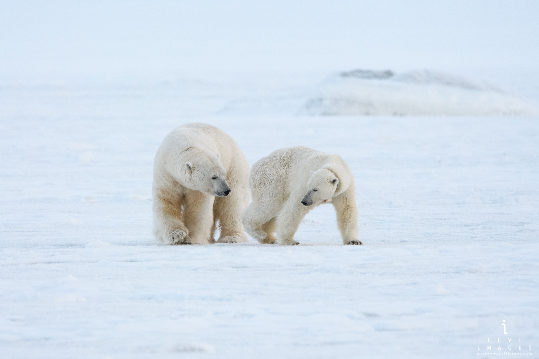 Polar bear (Ursus maritimus) gives tender look to mate. Svalbard, Norway